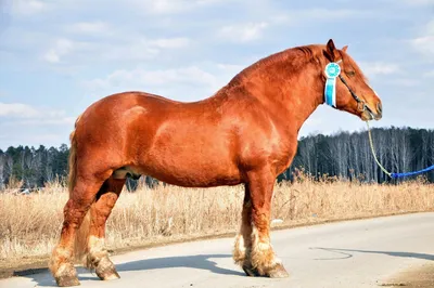 Лошади тяжеловозы: обзор популярных пород | Огородники