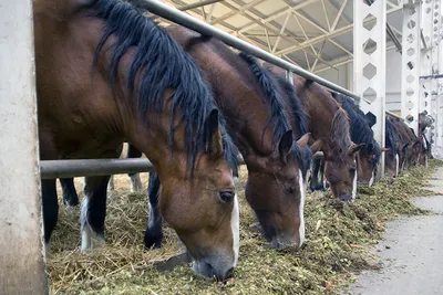 Виды лошадей: арабский скакун и лошадь-тяжеловоз - Новости Владивостока и  Приморья (16+)