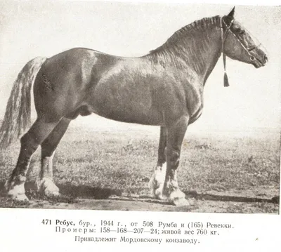 Самые большие лошади тяжеловозы в мире - 47 фото