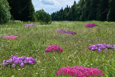 Экосистема «луга»: какую роль травы и цветы играют в жизни планеты -  «Экология России»