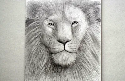 Как нарисовать льва для детей (55 фото) » Идеи поделок и аппликаций своими  руками - Папикпро.КОМ
