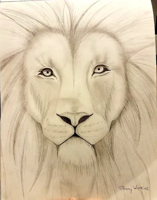 Как нарисовать льва карандашами | Разукрашка | Дзен