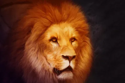 Как нарисовать льва поэтапно карандашом | Обучающие видео уроки по  рисованию для начинающих. - YouTube