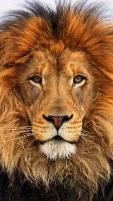 Картинки льва фотографии