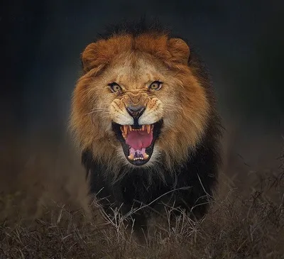 Портрет льва с черным фоном Стоковое Фото - изображение насчитывающей  жизнь, цвет: 161812728