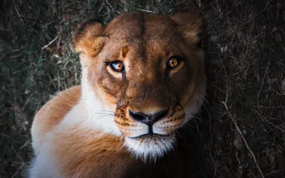 Safari ltd Львица с фигуркой детёныша Коричневый| Kidinn