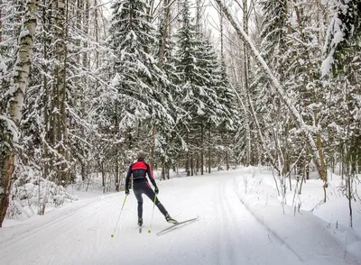 Две девушки в черно-красной куртке катаются зимой на лыжах в заснеженном  лесу по лыжной трассе. деревья в ряду .. вид сзади. катание на лыжах в  красивом заснеженном лесу на морозе. красивая зимняя