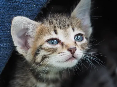 Много много милых, маленьких котят» — создано в Шедевруме