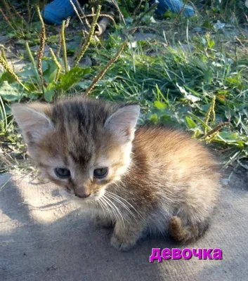 Маленьких котят отравили и оставили умирать на глазах у детей в Краснодаре