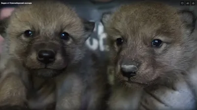 Гудзонские волчата пополнили семейство Новосибирского зоопарка | Sobaka.ru