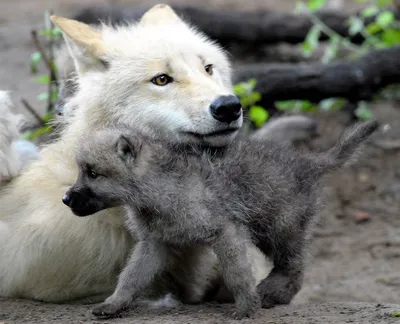 Маленьких волчат - красивые фото