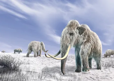 Люди ускорили исчезновение шерстистого мамонта на 4000 лет