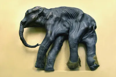 Костромской музей похвастал бивнями мамонта с человеческий рост | ГТРК  «Кострома»
