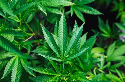 Вред марихуаны, последствия курения травы - Med-zahid
