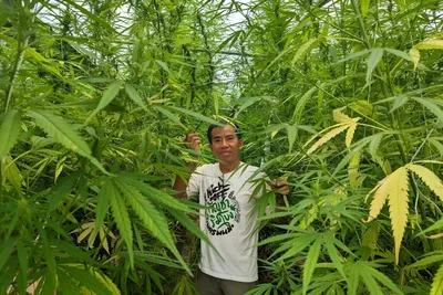 В Таиланде упали цены на марихуану: перенасыщение рынка