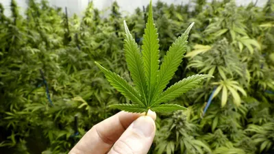 Канадцы начали выращивать дома слишком много марихуаны | Пикабу