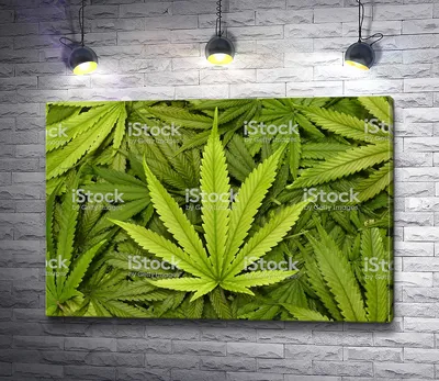 Картина \"Листья марихуаны \" | Интернет-магазин картин \"АртФактор\"
