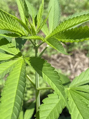 Выращивание марихуаны в открытом грунте | Блог Master-Seed