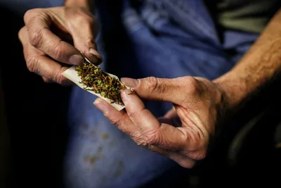 Хоть трава не расти. Как канадские производители марихуаны не справились с  бумом заказов после легалайза - Inc. Russia