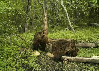 Самый известный медведь России отметил юбилей | БРИЦ | Благовещенский  районный информационный центр