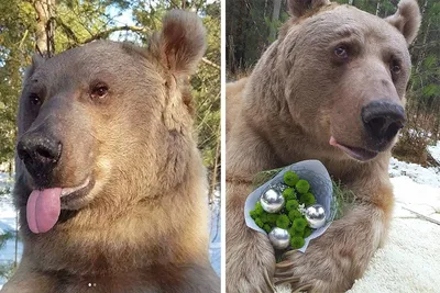 Россия медведь. медведь бурого цвета…» — создано в Шедевруме