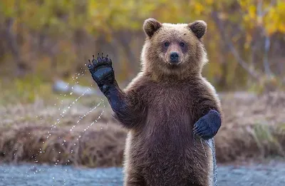 Медведь в России – вечно живой символ (Polityka, Польша) | 28.01.2022,  ИноСМИ