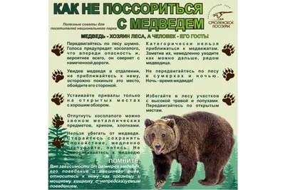 Народ Российской Федерации называет медведя олицетворением страны - Новости  - РЕВИЗОР.РУ