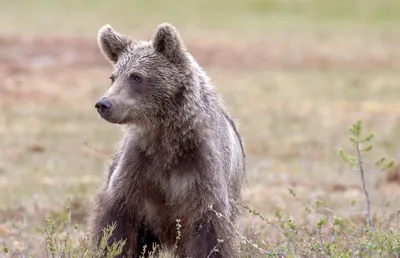 Мешка 🐻 с буквой j мишка медвежонка медвежонок медведь — цена 40 грн в  каталоге Мягкие игрушки ✓ Купить детские товары по доступной цене на Шафе |  Украина #142418658