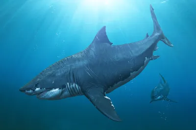 Битва Самых Больших Акул в Мире Мегалодон Против Левиафана - YouTube