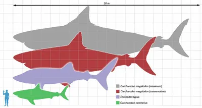 Мегалодоны: какими на самом деле были доисторические акулы - BBC News  Україна