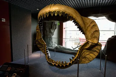 Зуб мегалодона в возрасте 3,5 миллиона лет был найден учеными | РБК Украина