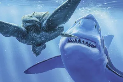 Зуб мегалодона найденный у берегов Северной Каролины | Megalodon tooth  found off the coast of North Carolina | Megalodon, Megalodon tooth, Shark  tooth fossil
