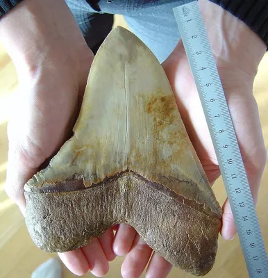 На «Титанике» нашли ожерелье из зуба Мегалодона | Пикабу