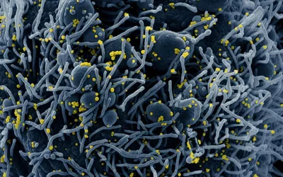 Скрытый мир микробов: малоизвестный факт о бактериях и их влиянии на нашу  жизнь | CopyCat | Дзен