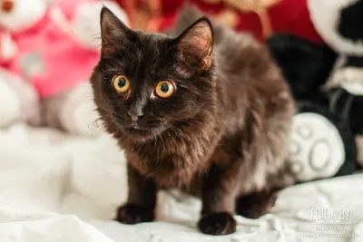 Котёнок милашка 🐱❣️ милый красивый …» — создано в Шедевруме
