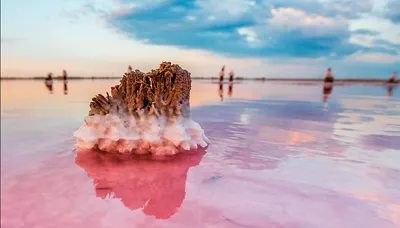 На соляном острове посреди Мертвого моря растет \"Дерево жизни\":  удивительные фото - новости Израиля - Travel