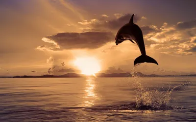 В Азовском море появились дельфины – видео