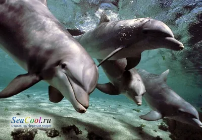 Эксперт предложила оставить выброшенных в Севастополе дельфинов в море | ИА  Красная Весна