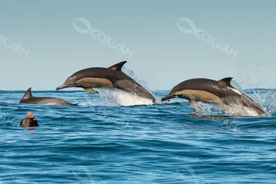 В Хургаду приплыл редкий гигантский дельфин Risso | Туристические новости  от Турпрома