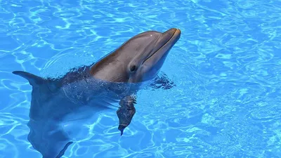 море дельфинов стоковое изображение. изображение насчитывающей море -  12010103
