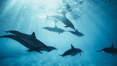 Из-за опасности в Черном море дельфины вынужденно скрываются у берегов  Бессарабии, где им не хватает пищи.