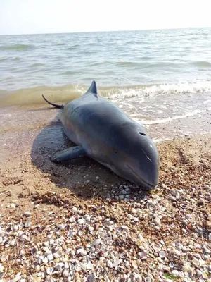 Блог «ОКиАН» - Как найти дельфинов в Черном море? - 06.05.2021