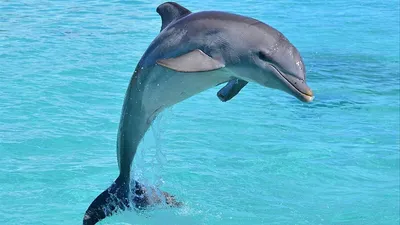 Дельфины в Сочи в море на яхте - прогулка к дельфинам с купанием