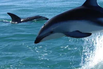 Нет инстинктов, чтобы выжить: что грозит выброшенным в море дельфинам —  03.11.2022 — Статьи на РЕН ТВ