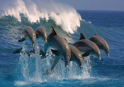 Эксперт объяснил феномен дельфина-альбиноса в Черном море