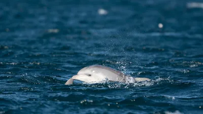 Океанолог: можно ли отпускать в море дрессированных дельфинов - газета  «Кафа» новости Феодосии и Крыма