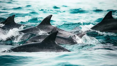 Дельфины в море (59 фото) - 59 фото