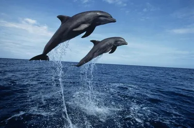 Танец дельфинов в Баренцевом море сняли на видео - Российская газета