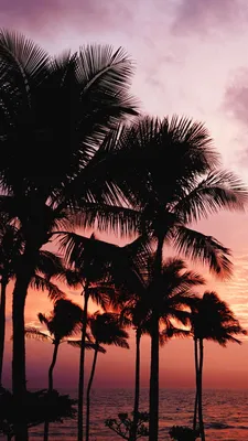 Пальма, закат солнца, море, фон фон картинки и Фото для бесплатной загрузки