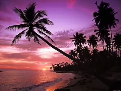 Фотообои Море пальмы и остров купить на стену • Эко Обои